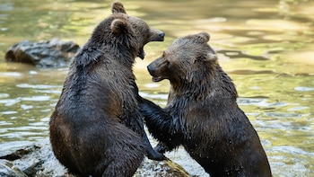Crisis en Japón: Akita solicita ayuda militar tras aumento récord de ataques de osos (3)