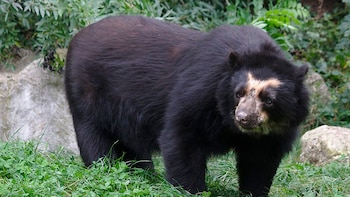 Crisis en Japón: Akita solicita ayuda militar tras aumento récord de ataques de osos (6)