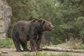 Crisis en Japón: Akita solicita ayuda militar tras aumento récord de ataques de osos (1)