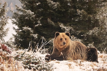 Crisis en Japón: Akita solicita ayuda militar tras aumento récord de ataques de osos (4)