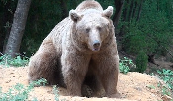 Crisis en Japón: Akita solicita ayuda militar tras aumento récord de ataques de osos (5)